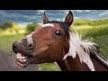 FUNNIEST Pet Animals Videos of 2023😇
