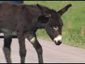 Beggin' Burros of the Black Hills