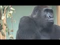 Gentaro's testicles are invisible soon.(gorilla information sharing)｜Momotaro family｜Kiyomasa too