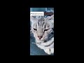 Funny Cat Videos Try Not To Laugh 😹 World's Funniest Cat Videos 😂Funny Cat Video Compilation😺Part 58