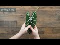 DIY Paper Alocasia Plant