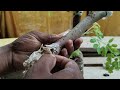 How To Grow Moringa Tree | Sahjan Kaise Ugaye | Grow Drumstick Tree From Branches