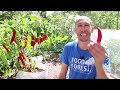 How to Grow Peppers in Containers, Complete Growing Guide