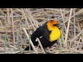 Yellow-Headed Blackbird Sounds
