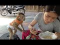 Monkey Baby Dodo Cry Loudly Cannot Wait Mom Feed Him