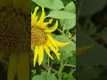 ШКОДУЮ, ЩО МАЛО ПОСІЯЛА 🌻 СОНЯШНИК #КВІТКА ТОПОЛІНО #garden #gardening #вирощування