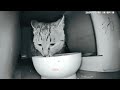 【20240308】Surveillance Feeding Rescue Street Cats   #strayanimalsrescued #strayanimalsvideos