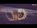 You won't believe how these zombie spiders are controlled by wasps.