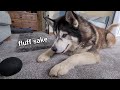Husky gets Out Smarted by Alexa | Part 1