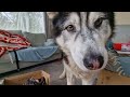 Husky Tries To Keep Up With His Unboxing