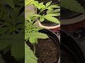 Week 2 Vegetative Stage: Plant Topping