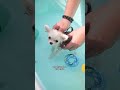 D.I.Y Dog Oatmeal Bath Bomb Recipe 🫧🐾🛁 FULL VIDEO