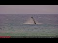 Mar 10, 2024:  Virtual Whale Watching in Maui, Hawaii (Humpback Whales!)
