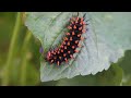 Great Spangled Fritillary caterpillars eating, pooping and fleeing (Speyeria cybele)