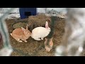 How to Build a Rabbit Colony