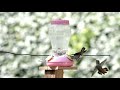 Funny Feet 2 - Slow Motion Hummingbird Antics V23975