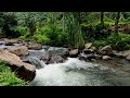 Calming nature River Sounds: Serene Birds sound,Flowing water for sleep,relief stress and Meditation