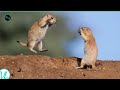 Meet the World's Smartest Animal: Prairie Dog