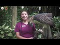 Greeting Philippine Eagle Sinag a HAPPY HATCHDAY (+ more)