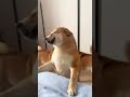Funniest Dogs And Cats Videos
