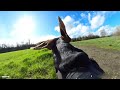 GoPro DogTV | Your Dog's 7hr Relaxing Virtual Journey Through Nature 🐶🌳 From His Point-Of-View