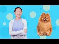 6 Ways Pomeranians are Different Than other Dogs