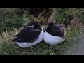 A couple of cuddling puffins in Iceland