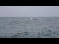 Whale Watching(2)