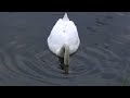 swan vs goose HD
