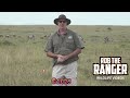 Warthog Snack For Lions | Buffalo Springs | Zebra Plains On Tour