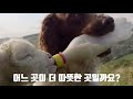 a moving video collection of animals saving other animals