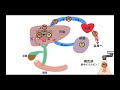 【国試対策】黄疸の種類（溶血性黄疸、肝細胞性黄疸、閉塞性黄疸）