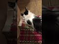 Momma Cat trying to clean frisky Kitten
