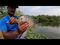 how to catch fish🎣🎣|| with singal hook |🎏 Amazing catch || easy way