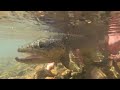 Fly Fishing Chile's RIVER OF DREAMS - the FULL FILM with BONUS FOOTAGE - Fly Fishing Brown Trout