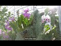 Missouri Botanical Garden | Orchid Show | Travel Vlog