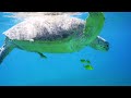 [NEW] 11HR Stunning 4K Underwater Footage • Beautiful Marine Life and Coral Reefs - Relaxing Music