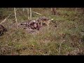 The Moose that fed a forest: a Brown Bear’s hunt and its consequences [Captions]