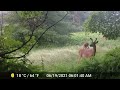 3.5 hours of trail cam videos - some as of yet unwatched, let me know if you spot Bigfoot