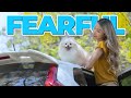 7 Things Pomeranians are SCARED of