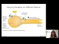 Lecture10 Sensory Physiology