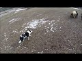 How to Drive/Push Sheep Demo -- Part 2 -- Move Stock along Fenceline -- Train Dog -- Border Collie