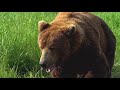 McNeil River State Game Sanctuary - Bear 