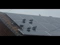 Manfield Pigeons On Top Of The Solar Panel || PinayNene life in UK