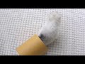 Miniature Husky: The Complete Video Guide to The Pocket-Sized Siberian Husky!