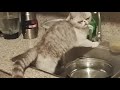 Cute cat caught drinking from faucet