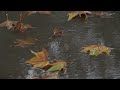 4K HDR Autumn Rain in the Park - 10 h Gentle Rain Sounds - Raindrops Fall on Pavement - Relax/ Sleep