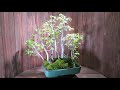 Washington Hawthorn Bonsai Tree Forest Planting for sale 9-13-2020