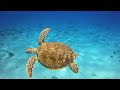 The Colors of the Ocean 4K ULTRA HD - The Best 4K Sea Animals for Relaxation & Calming Music