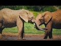 Animal Wildlife In [4K ULTRA] - African Rainforest Jungle | Scenic Wildlife Film With Calming Music